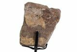 Fossil Sauropod Limb Bone Section with Metal Stand - Colorado #383247-2